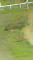 Marmota flaviventris