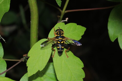 Unknown species found near Hunters Glen, Plano, TX, USA
