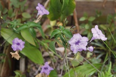 Ruellia breedlovei