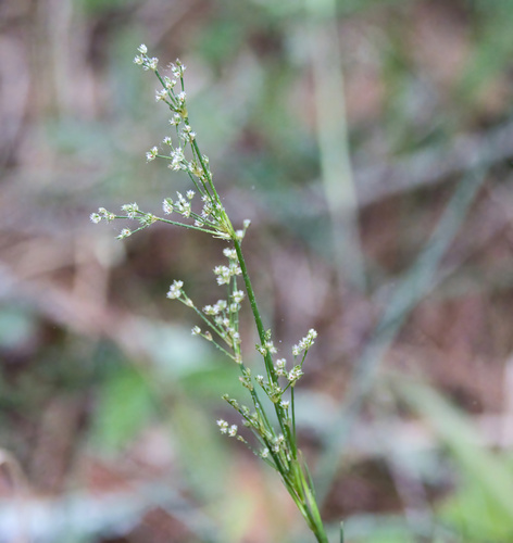 Large Grass-leaved Rush (Juncus biflorus)