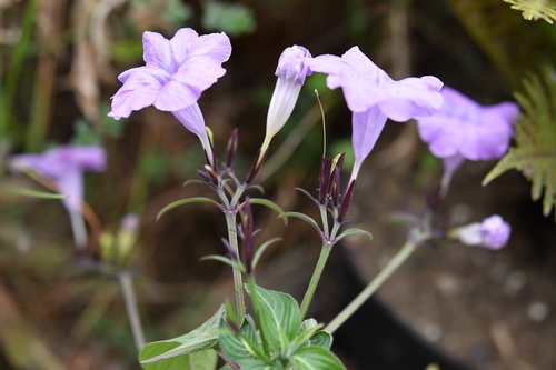 Ruellia breedlovei