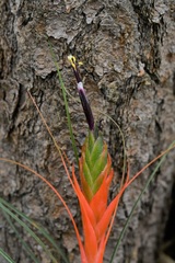 Tillandsia punctulata