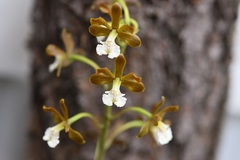 Prosthechea varicosa
