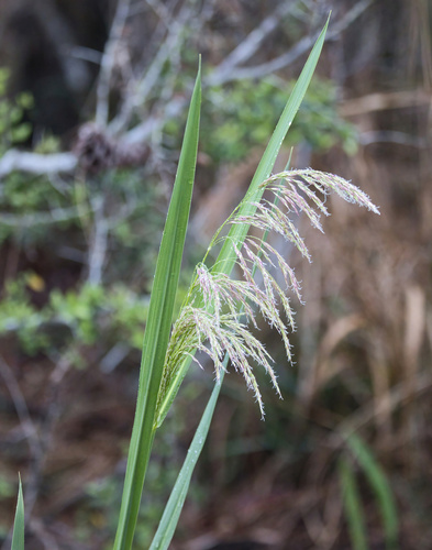 Giant Cutgrass (Zizaniopsis miliacea)