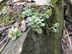 Sedum ternatum