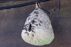 Polybia occidentalis