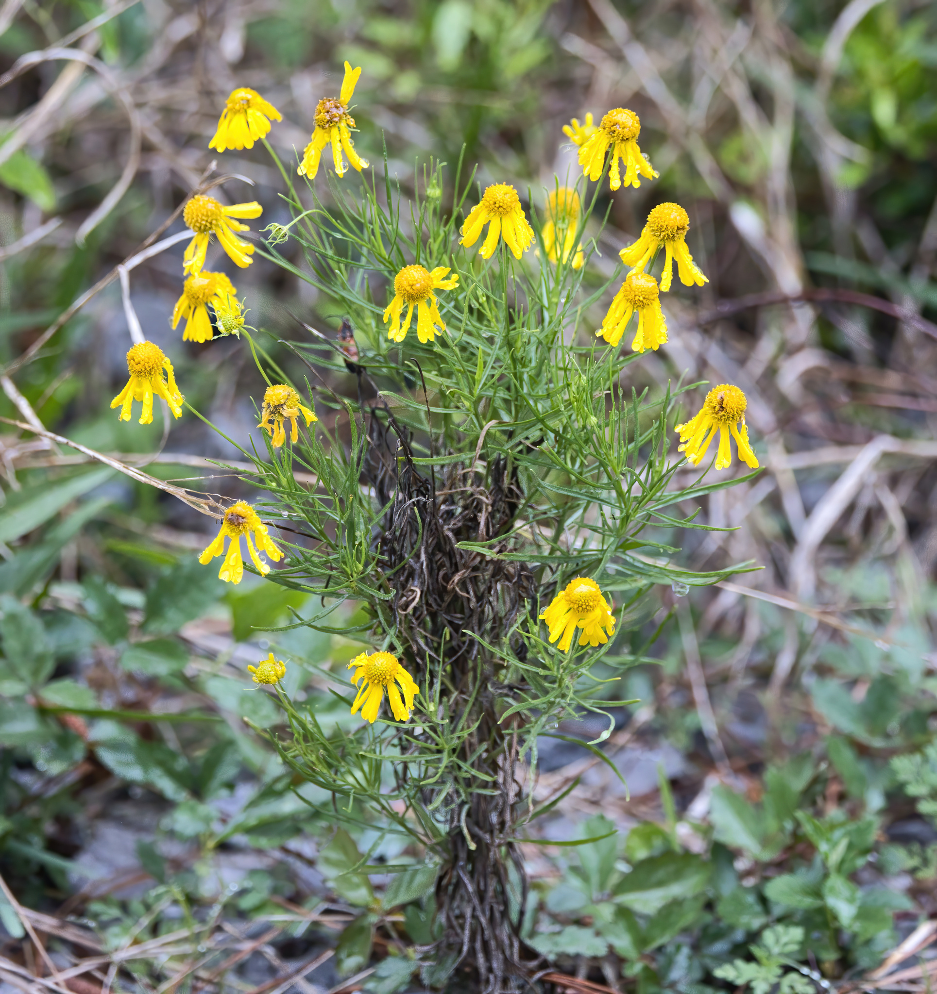 Bitterweed (Helenium amarum)