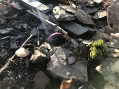 Cardamine concatenata