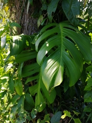 Monstera dissecta