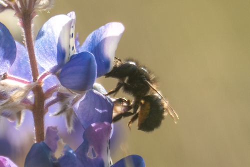 iNaturalist observation photo of Mason, Leafcutter, Carder, and Resin Bees