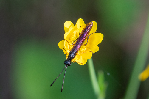 iNaturalist observation photo of Phylloecus