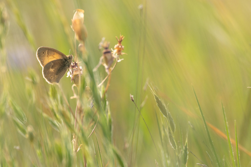 iNaturalist observation photo of Common Ringlet