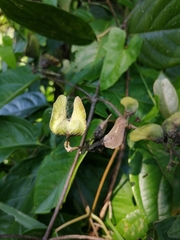 Stigmaphyllon puberum