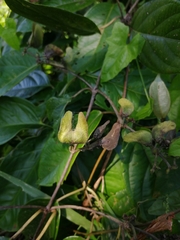 Stigmaphyllon puberum