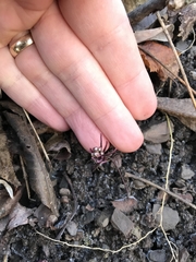 Cardamine concatenata
