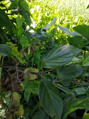 Stigmaphyllon puberum