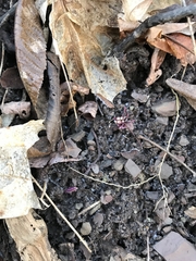 Cardamine concatenata
