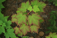 Acer ukurunduense