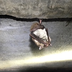 Myotis austroriparius