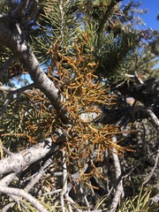 Arceuthobium divaricatum