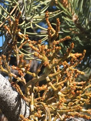 Arceuthobium divaricatum