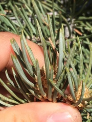 Arceuthobium divaricatum