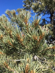 Arceuthobium divaricatum