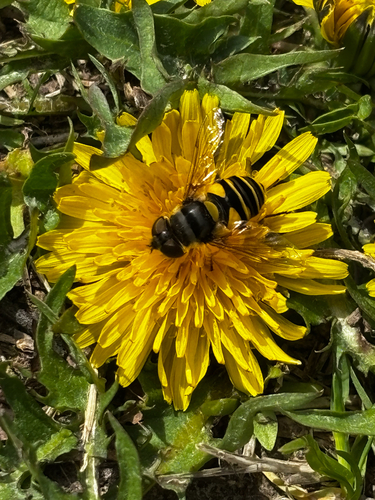 Unknown species found near Mascoutah, IL, US