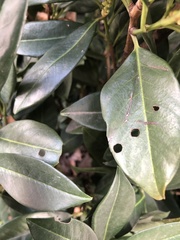 Wilsonomyces carpophilus