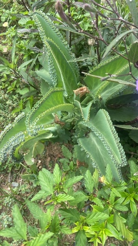 Mother of Thousands