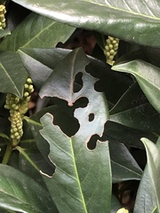 Wilsonomyces carpophilus