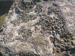 Dermatocarpon luridum