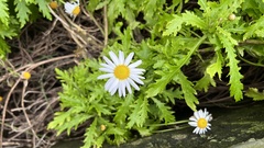 Argyranthemum pinnatifidum, photograph (c) Keith Seifert, some rights reserved (CC BY-SA)