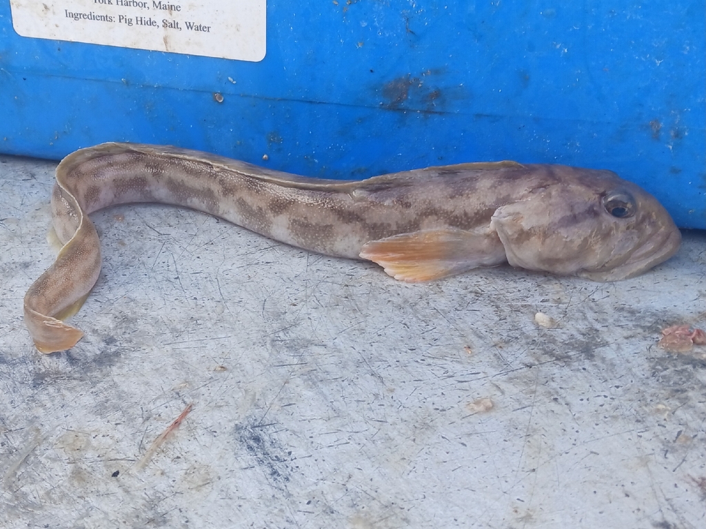 Mother-of-eels (Zoarces americanus) — Zoarcidae