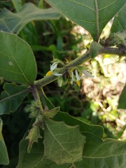 Solanum jamaicense