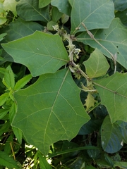 Solanum jamaicense