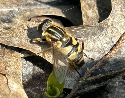 Unknown species found near SR-48, Loveland, OH, US