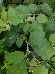 Solanum jamaicense