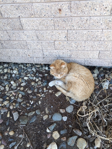 Domestic Cat