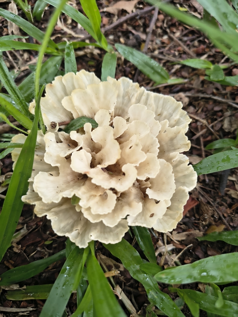 Irpex rosettiformis · January 2026 · photo: © elioliveira (iNaturalist, cc-by)
