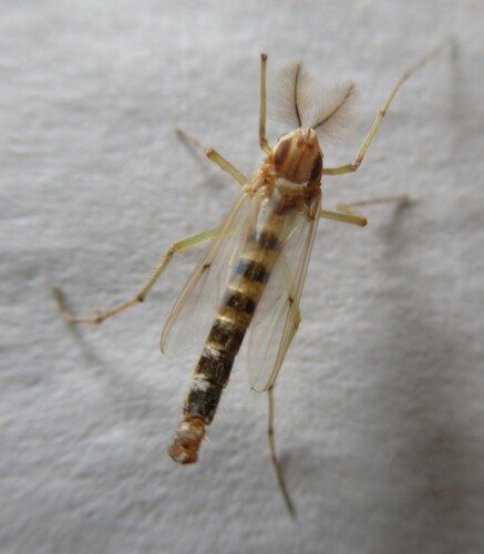 Unknown species found near 5365 CR 326, Lexington, Lee Co, TX, USA