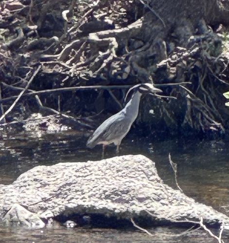 Yellow-crowned Night Heron photographed in Arkansas