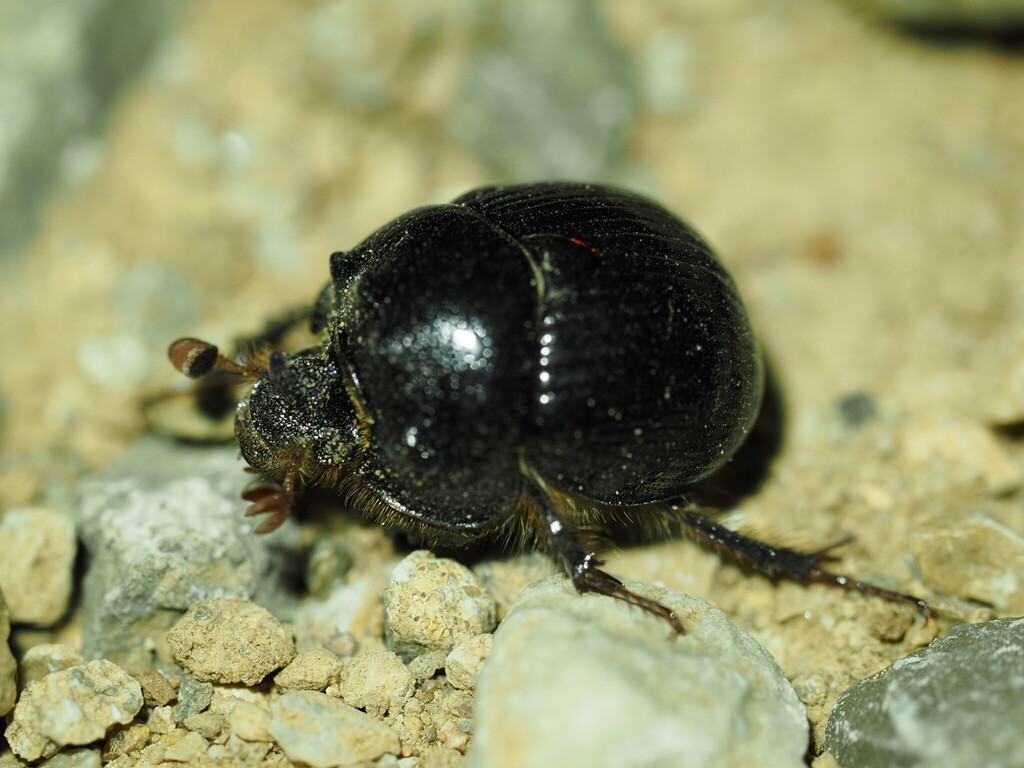 Bolbelasmus gallicus