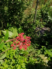 Cissus erosa