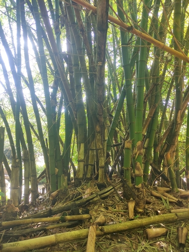 common bamboo