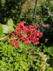 Cissus erosa