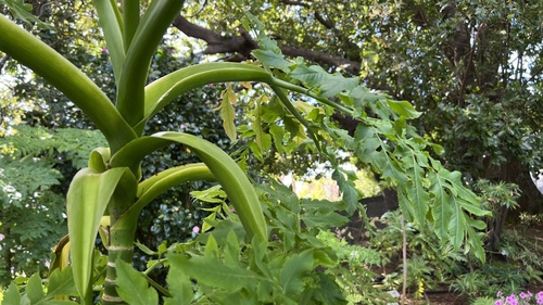 Parsnip palm (Daucus decipiens)