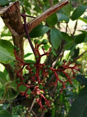 Cissus erosa