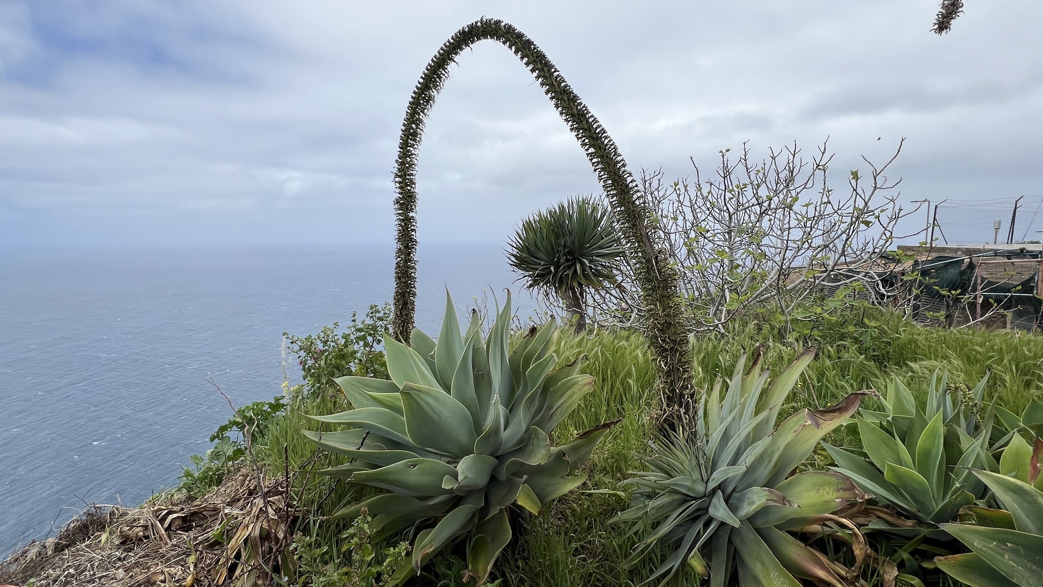 Swan's Neck Agave (Agave attenuata)