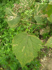 Peteravenia malvifolia